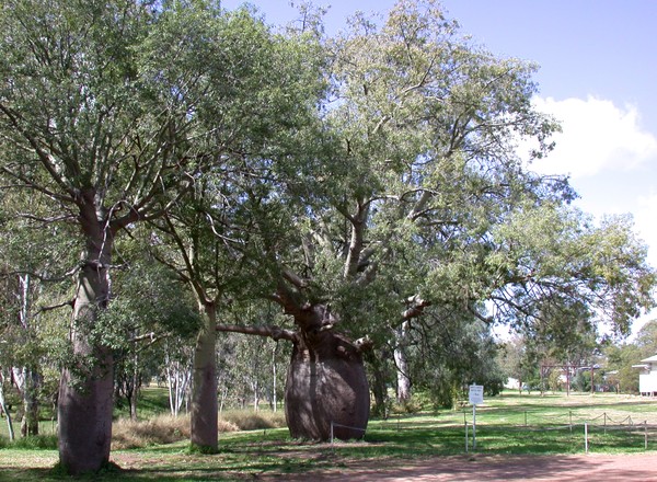 Biggest Bottle Tree